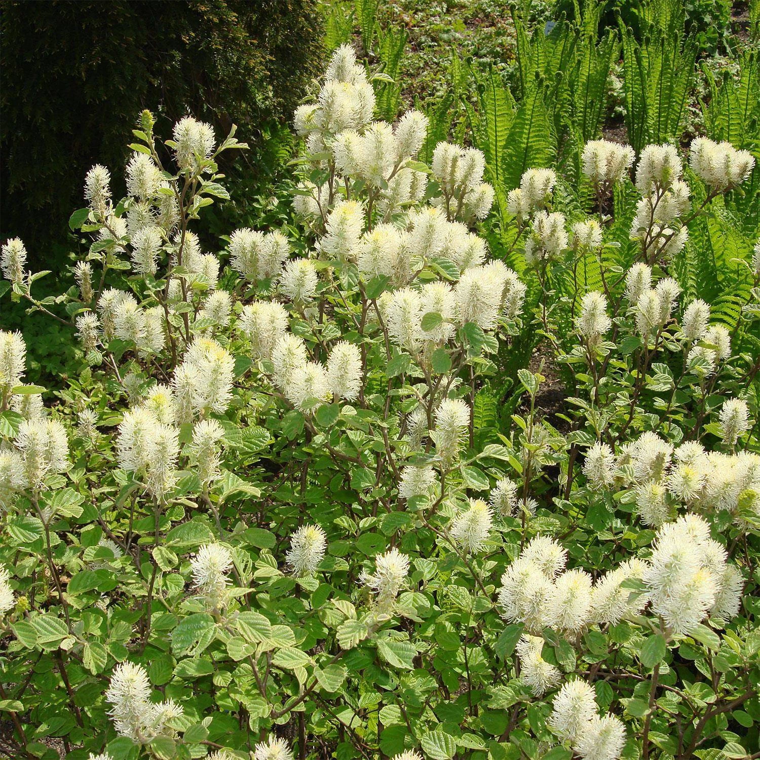 Fothergilla Major