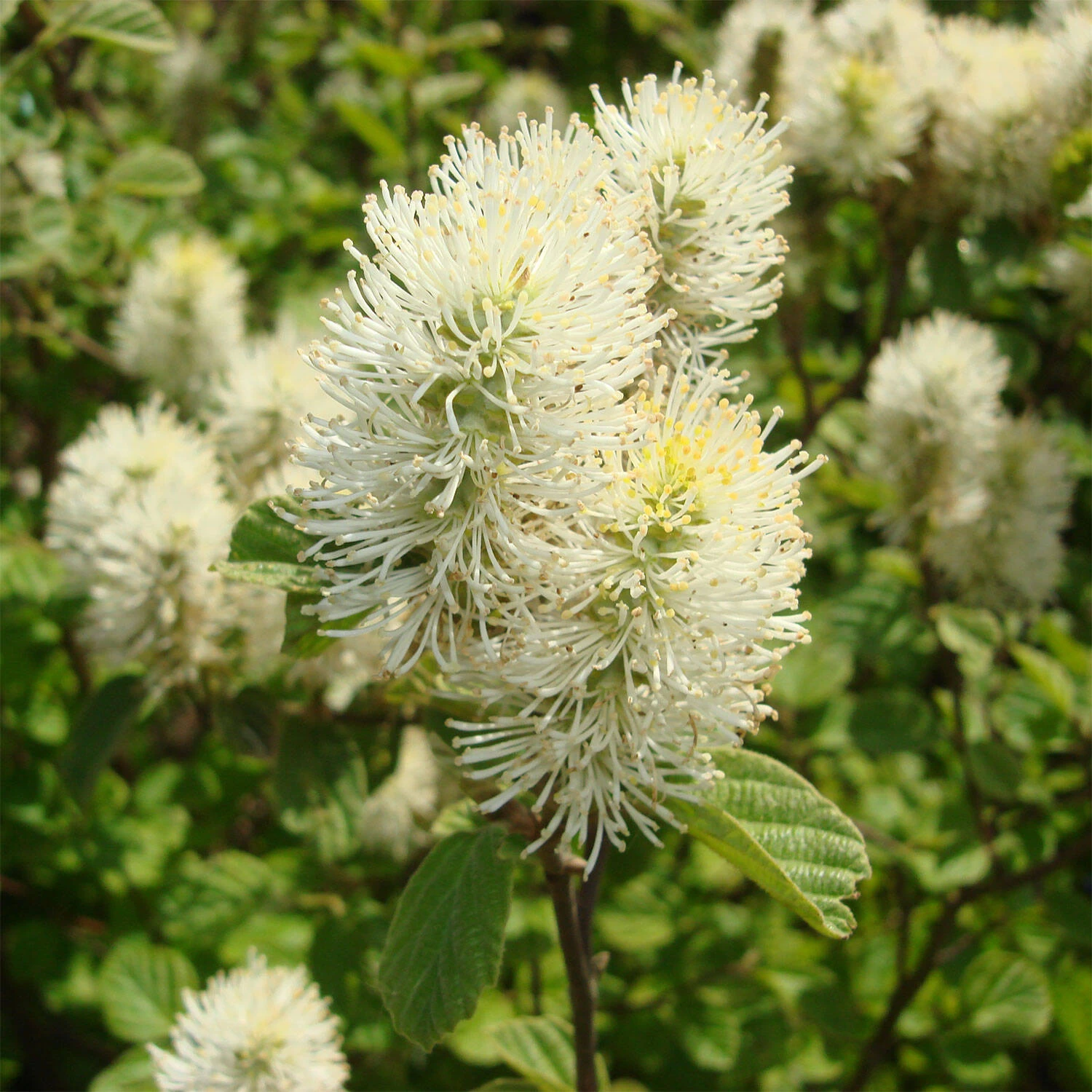 Fothergilla Major – Bild 2