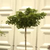 Ginkgo Biloba 'Mariken'