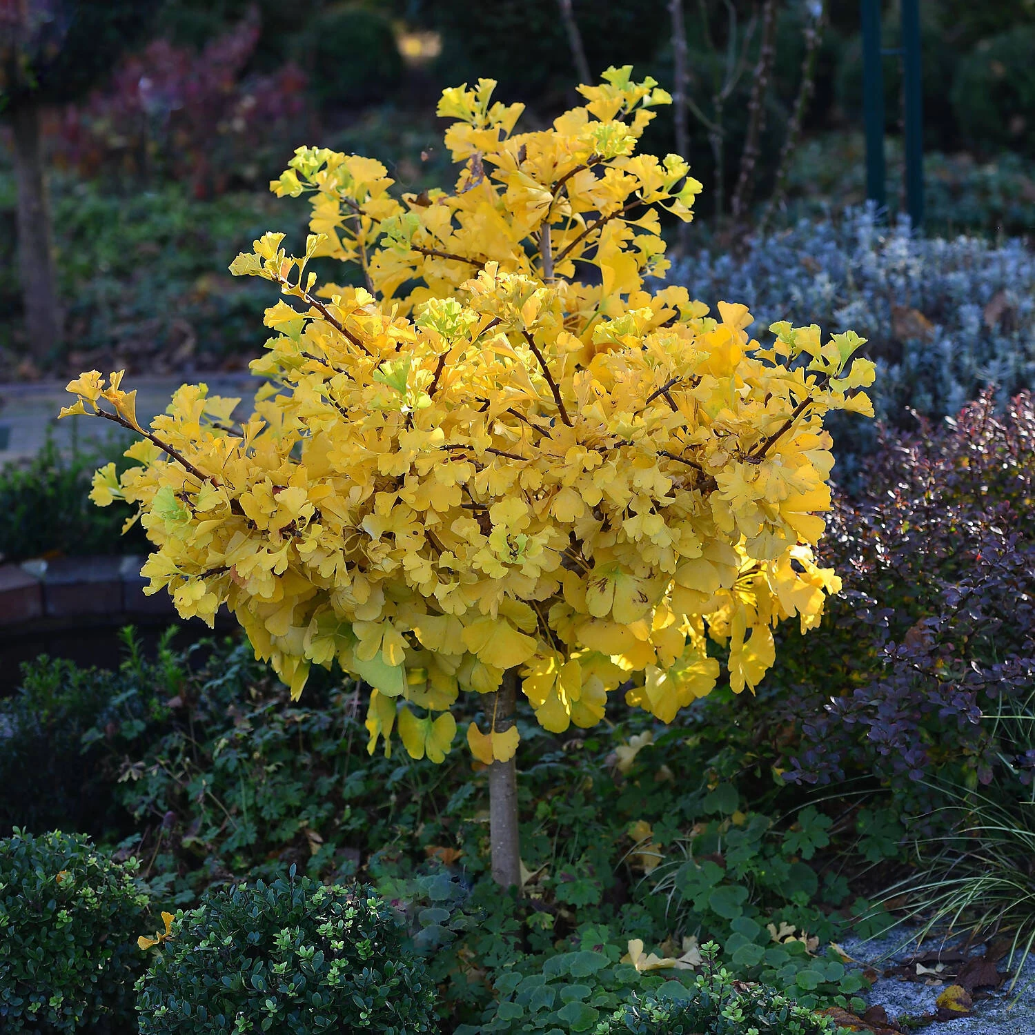 Ginkgo Biloba 'Mariken' – Bild 2