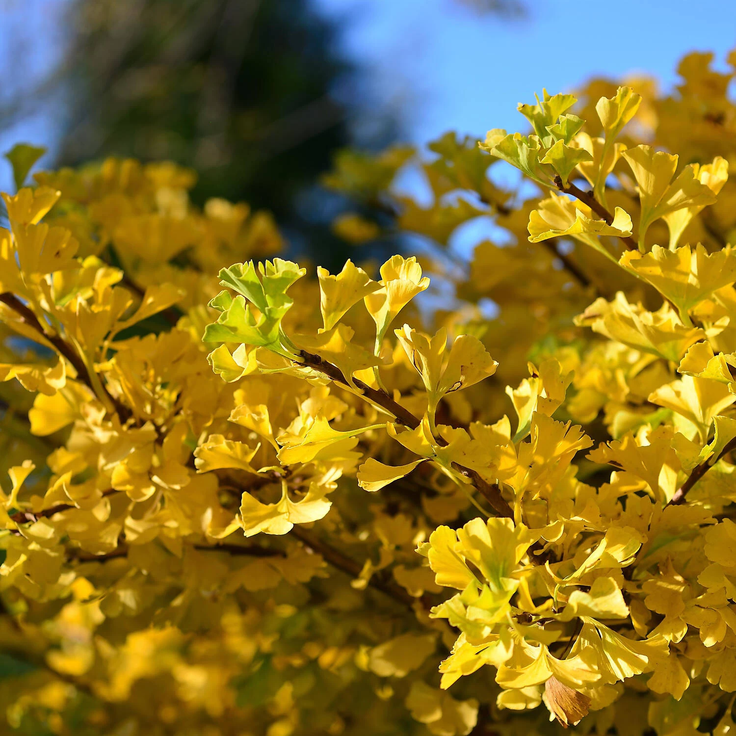 Ginkgo Biloba 'Mariken' – Bild 3