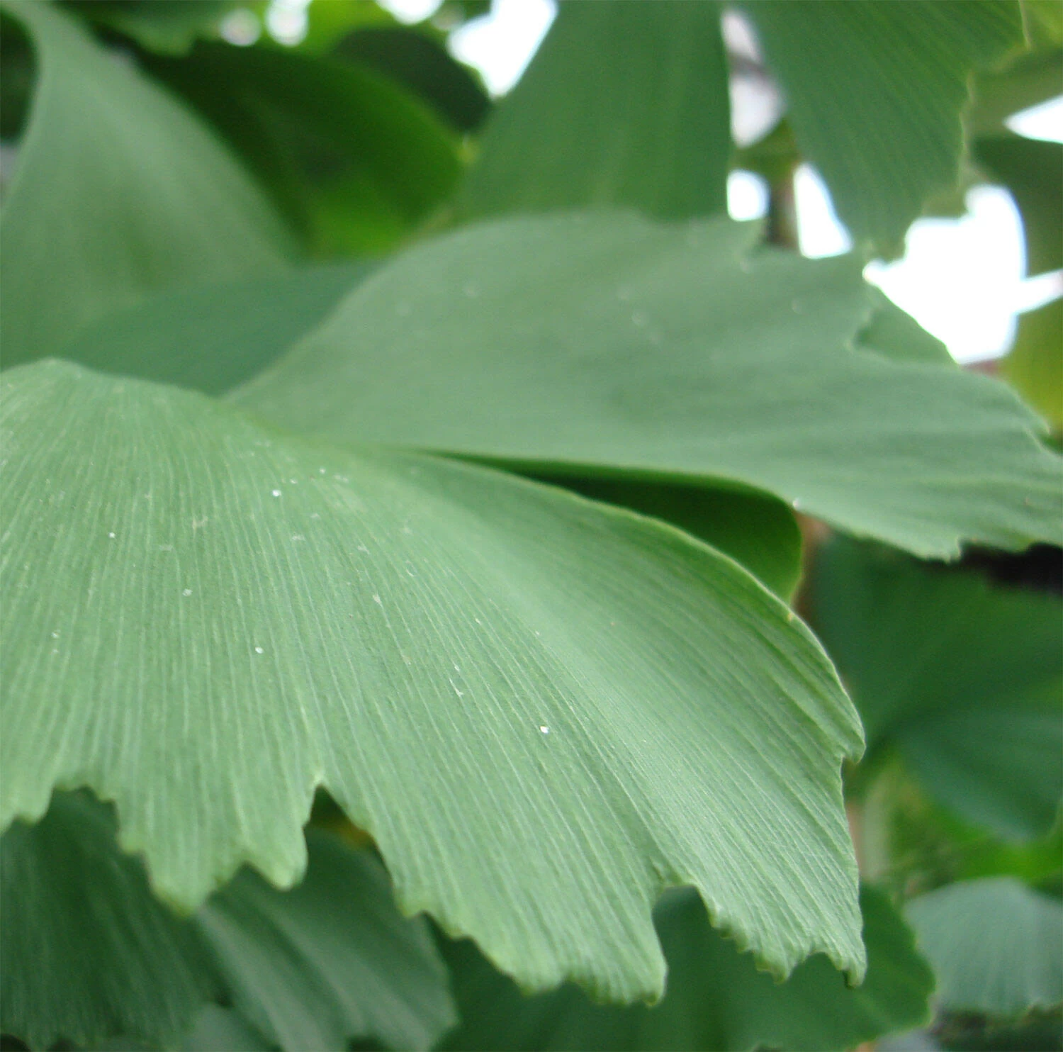 Ginkgo Biloba – Bild 2
