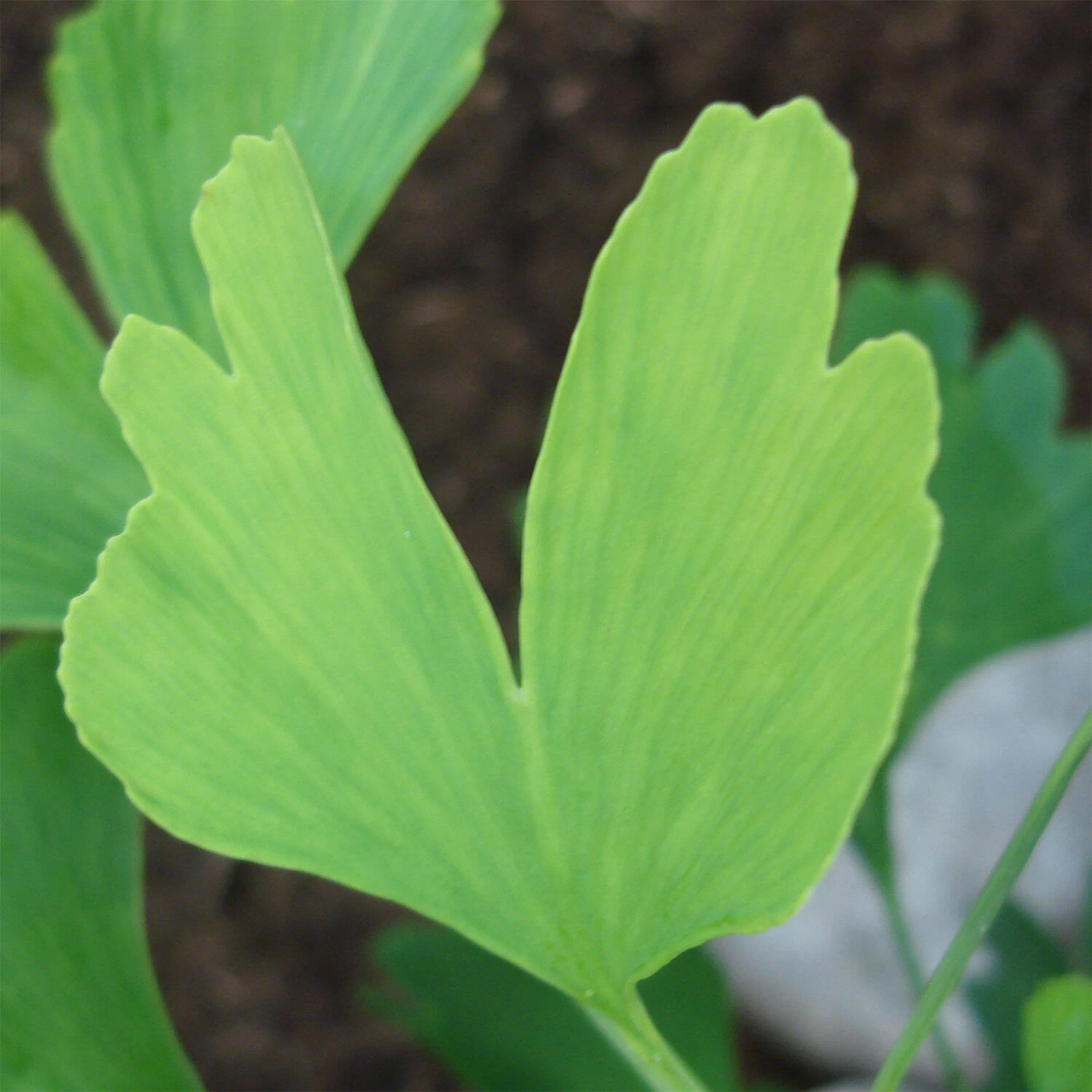 Ginkgo Biloba – Bild 3