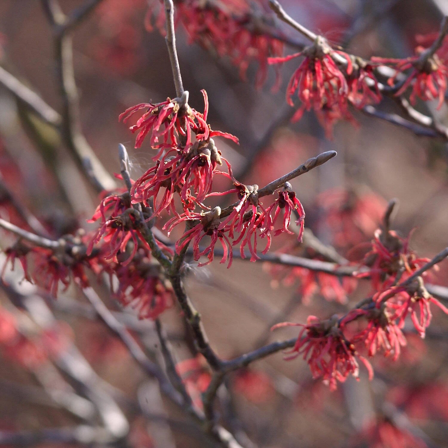 Hamamelis X Intermedia 'Ruby Glow'