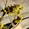 Hamamelis Intermedia 'Westerstede'