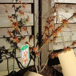 Hamamelis Intermedialis 'Jelena'