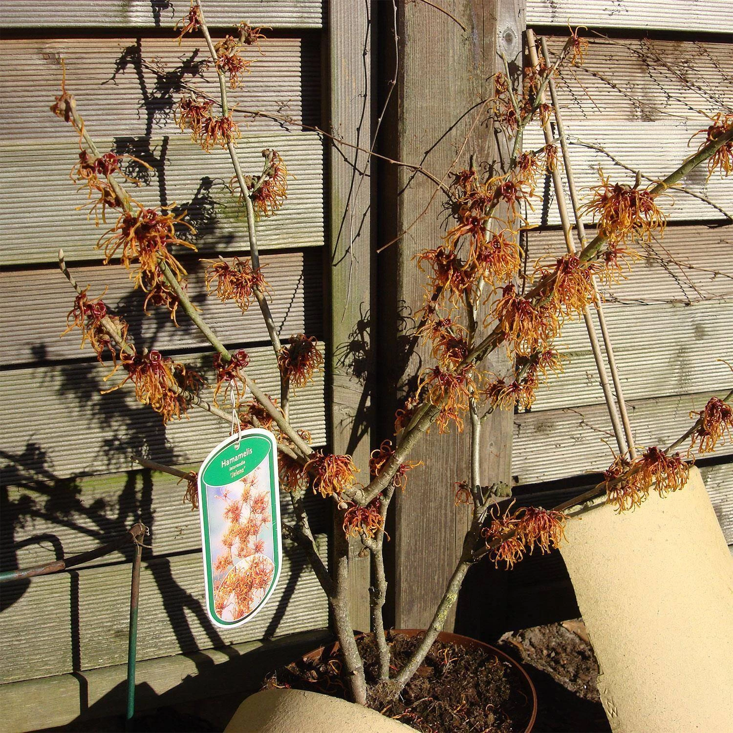 Hamamelis Intermedialis 'Jelena'