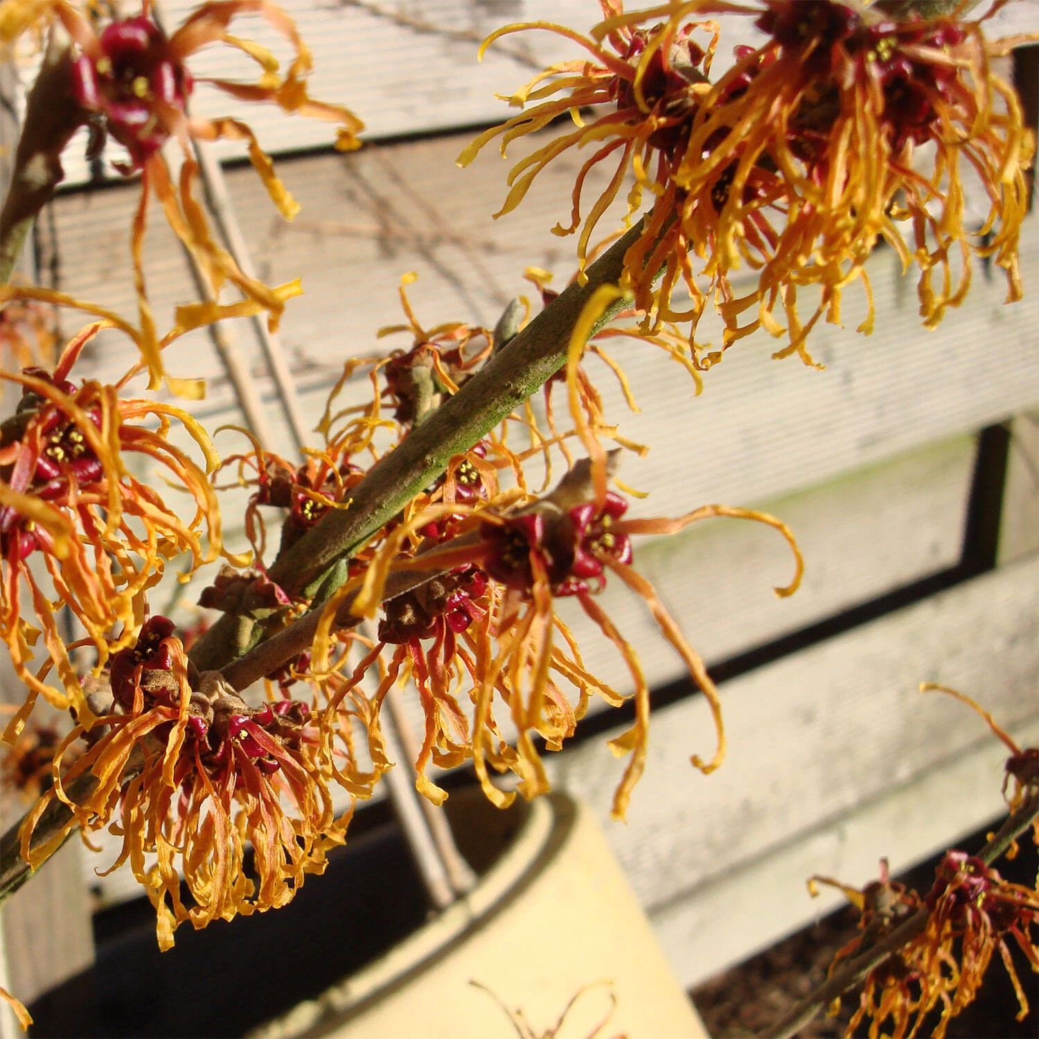 Hamamelis Intermedialis 'Jelena' – Bild 2