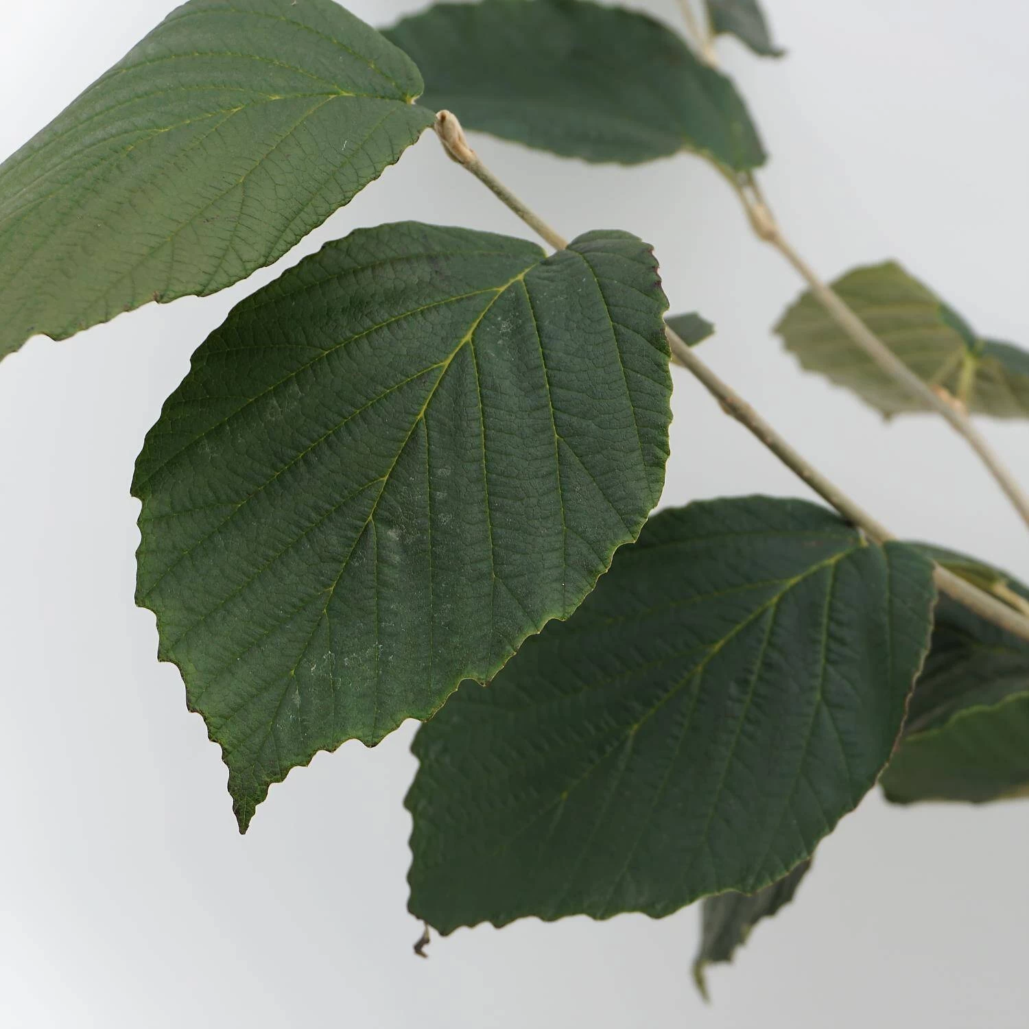 Hamamelis Intermedialis 'Jelena' – Bild 3