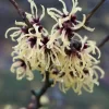 Hamamelis X Intermedia 'Primavera'