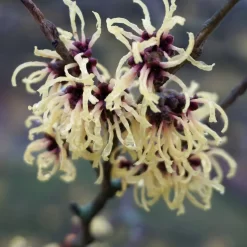 Hamamelis X Intermedia 'Primavera'