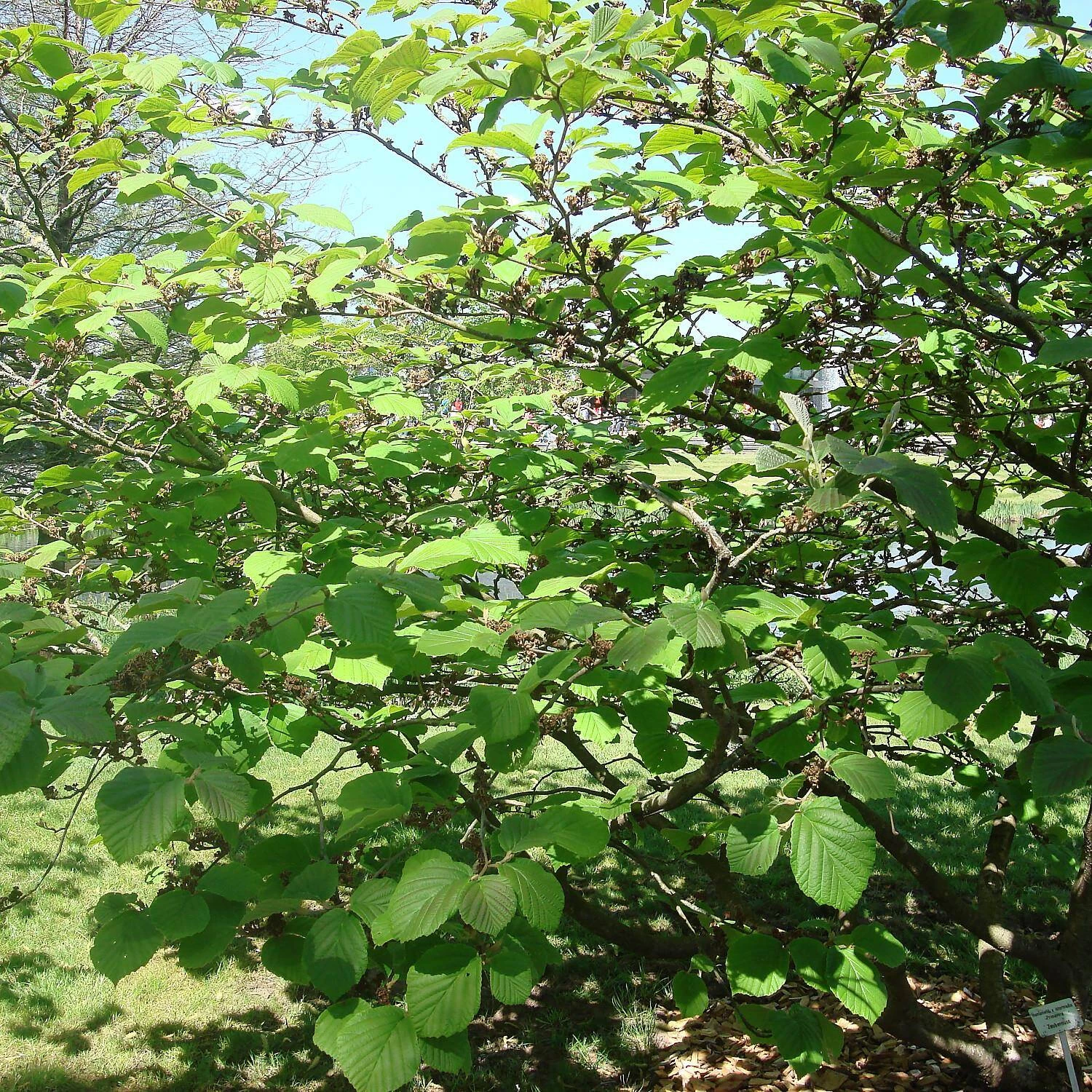 Hamamelis X Intermedia 'Primavera' – Bild 2