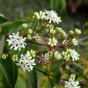 Heptacodium Miconioides
