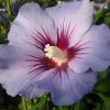 Hibiscus Syriacus 'Blue Bird'