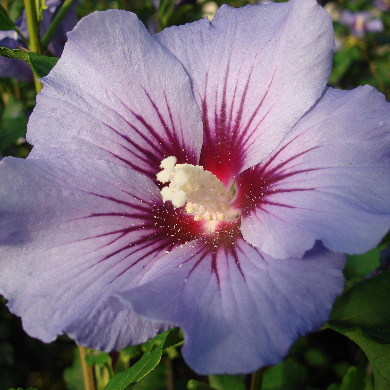 Hibiscus Syriacus 'Blue Bird'