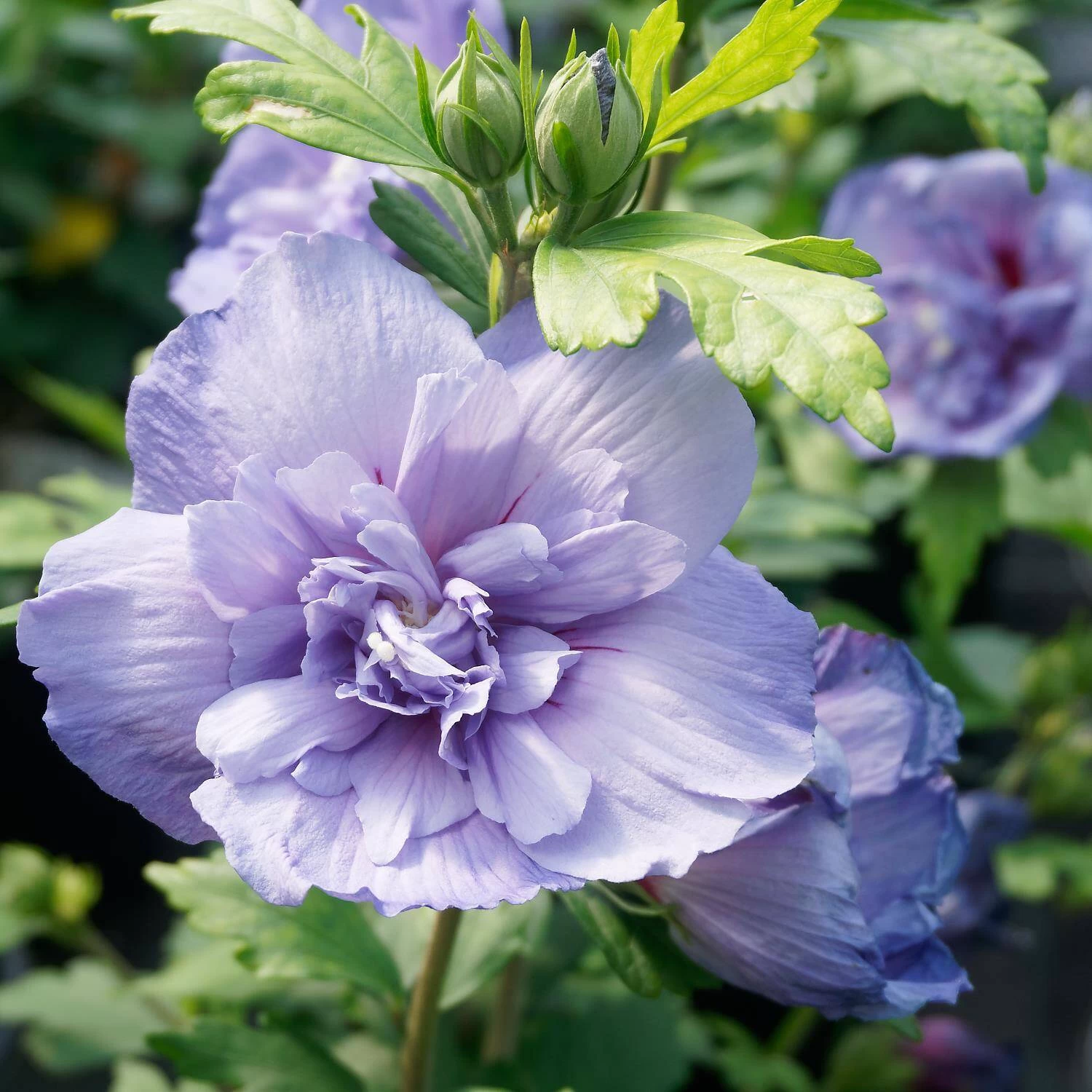 Hibiscus Syriacus 'Blue Chiffon' ®