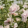 Hibiscus Syriacus 'China Chiffon'