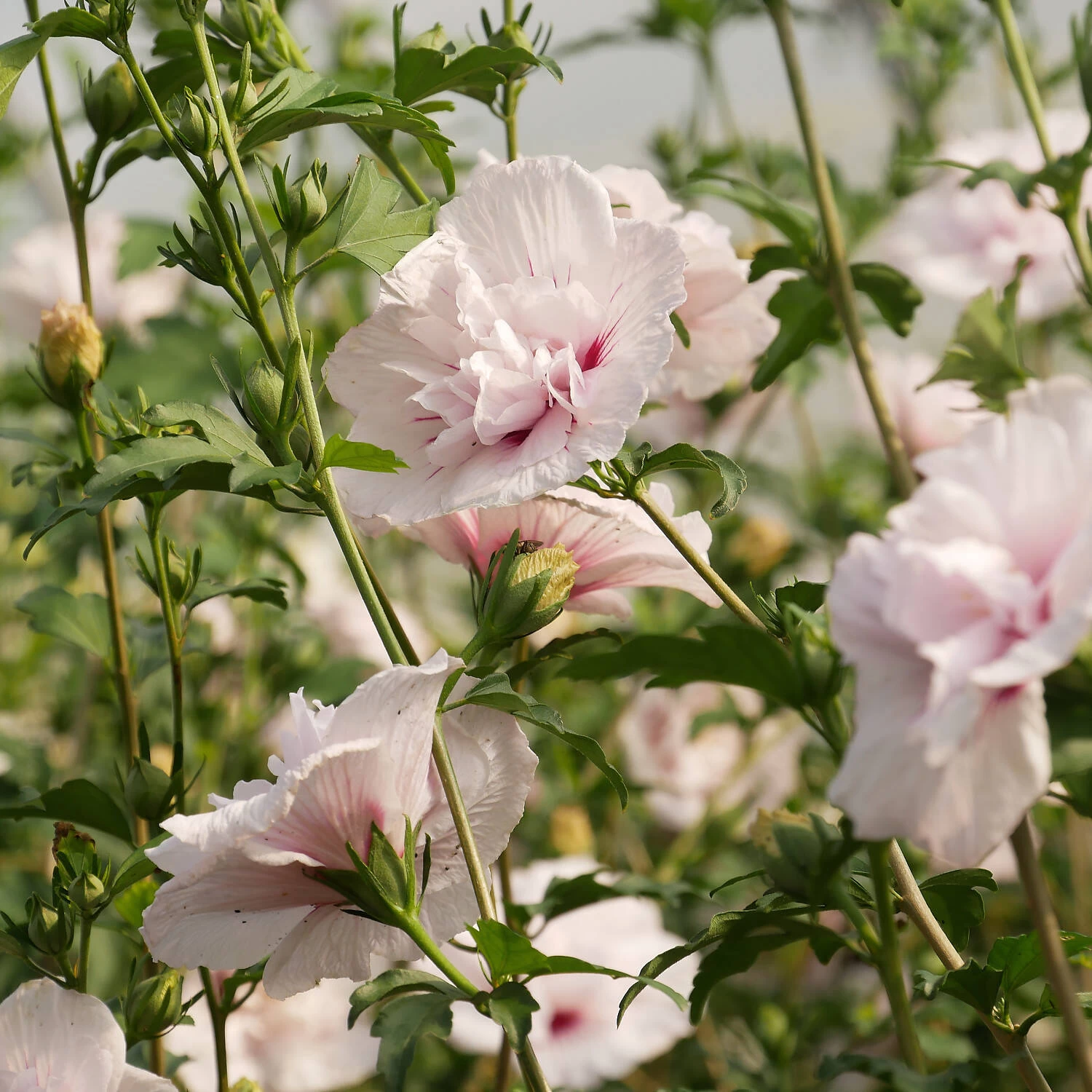 Hibiscus Syriacus 'China Chiffon'
