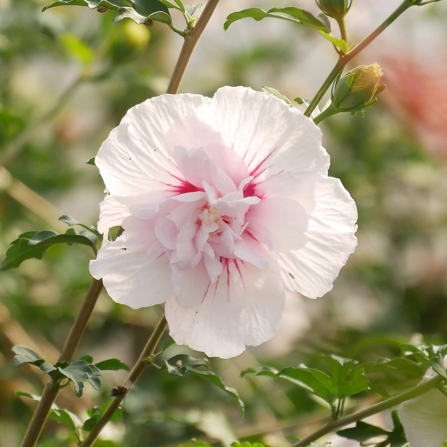 Hibiscus Syriacus 'China Chiffon' – Bild 2