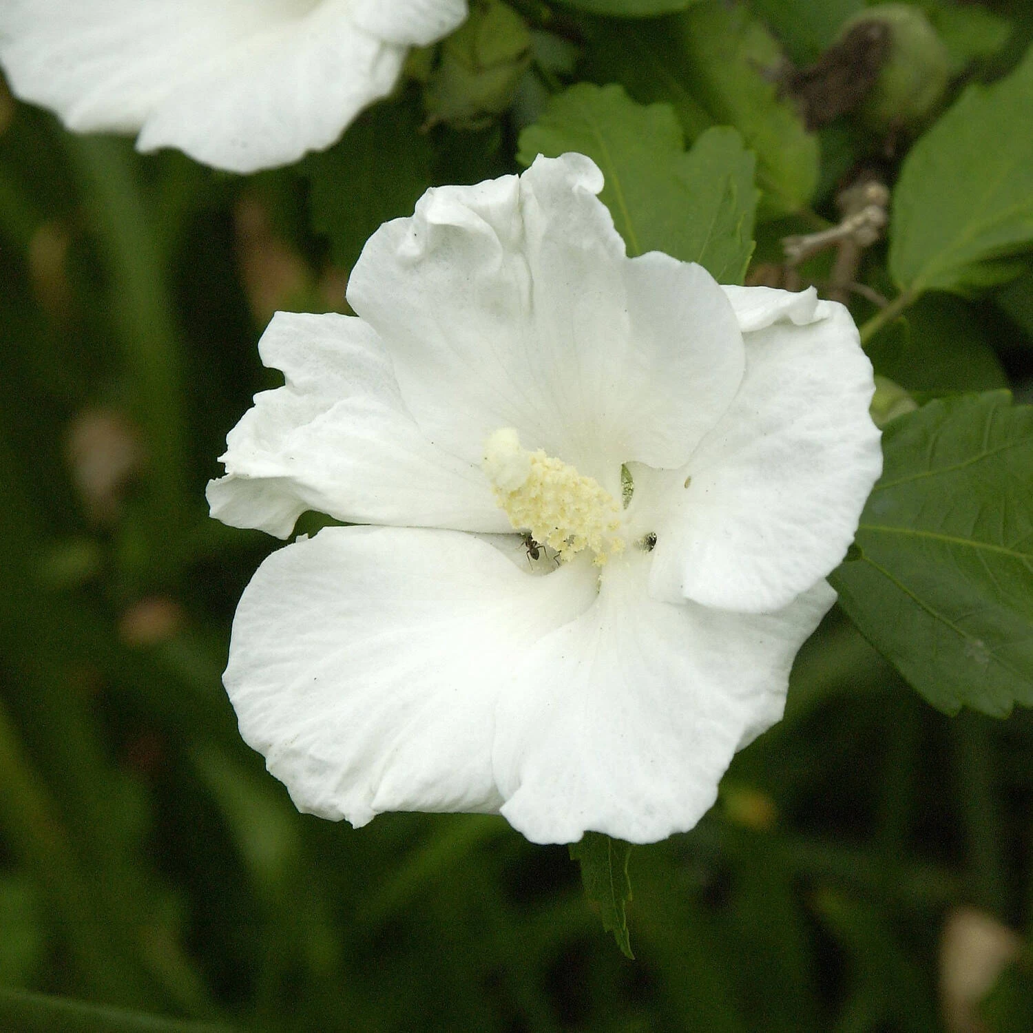 Hibiscus Syriacus 'Diana'