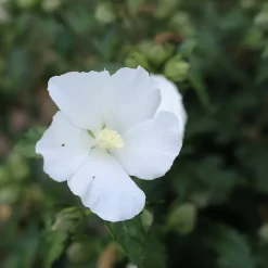 Hibiscus Syriacus 'Eleonore'
