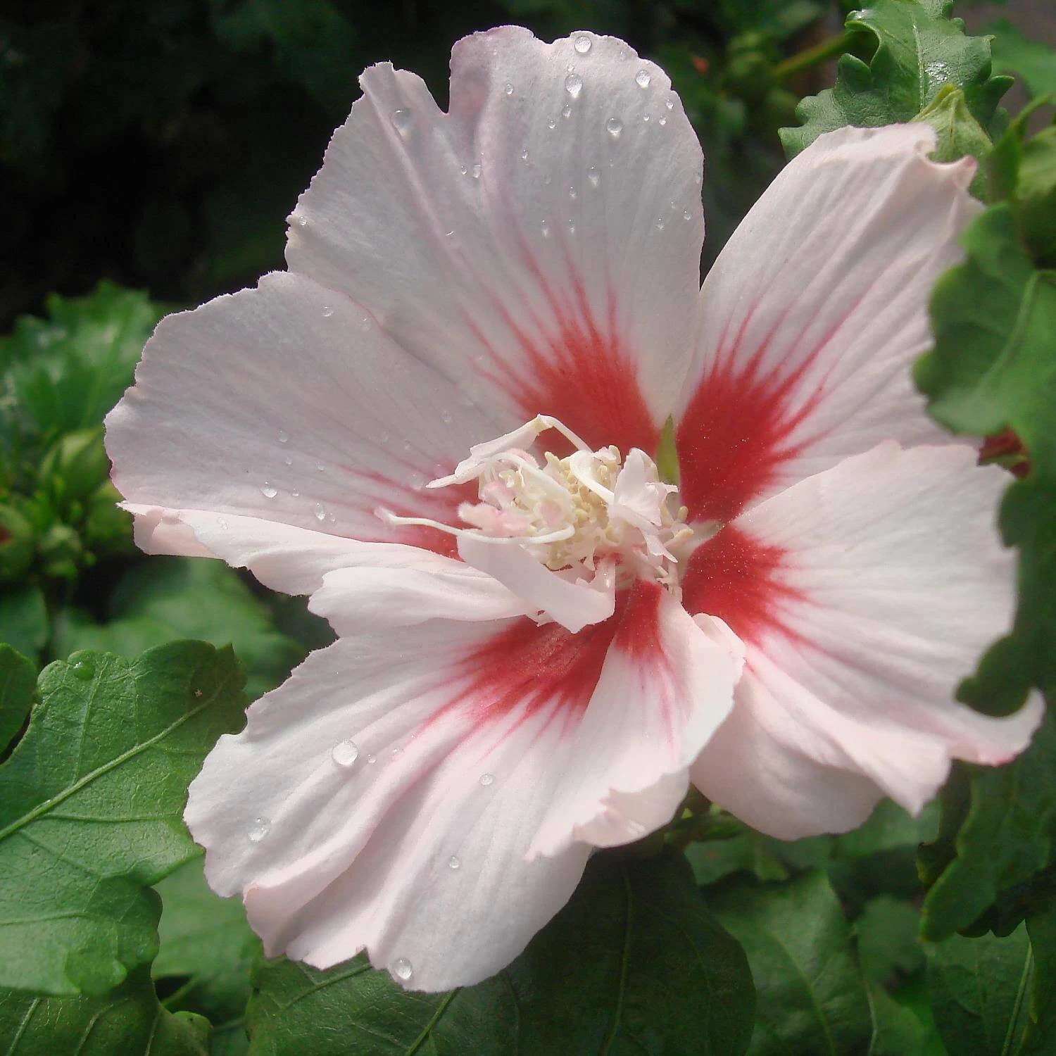 Hibiscus Syriacus 'Hamabo' – Bild 2
