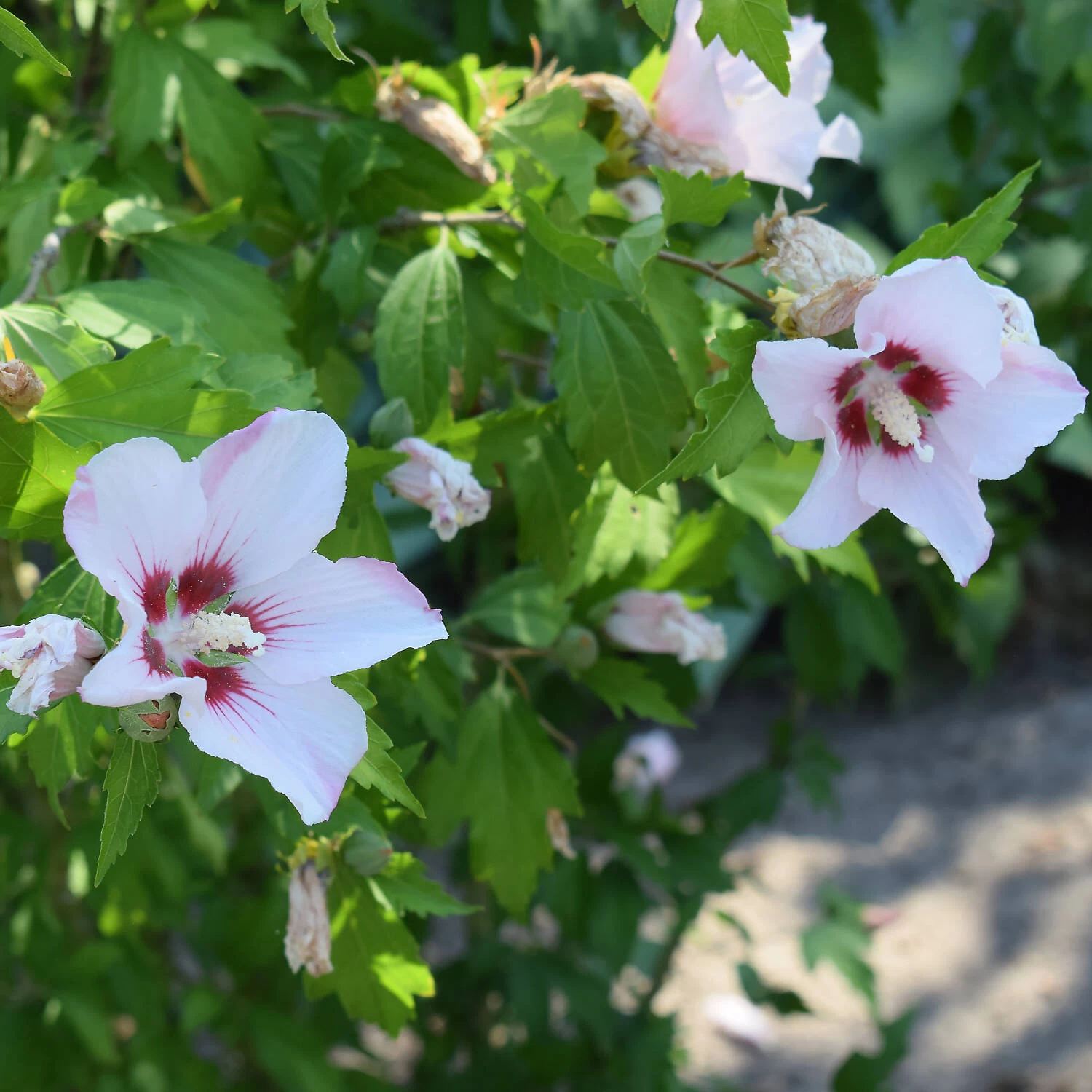 Hibiscus Syriacus 'Hamabo' – Bild 3