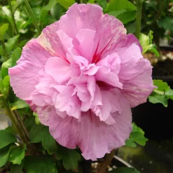 Hibiscus Syriacus 'Lavender Chiffon'®