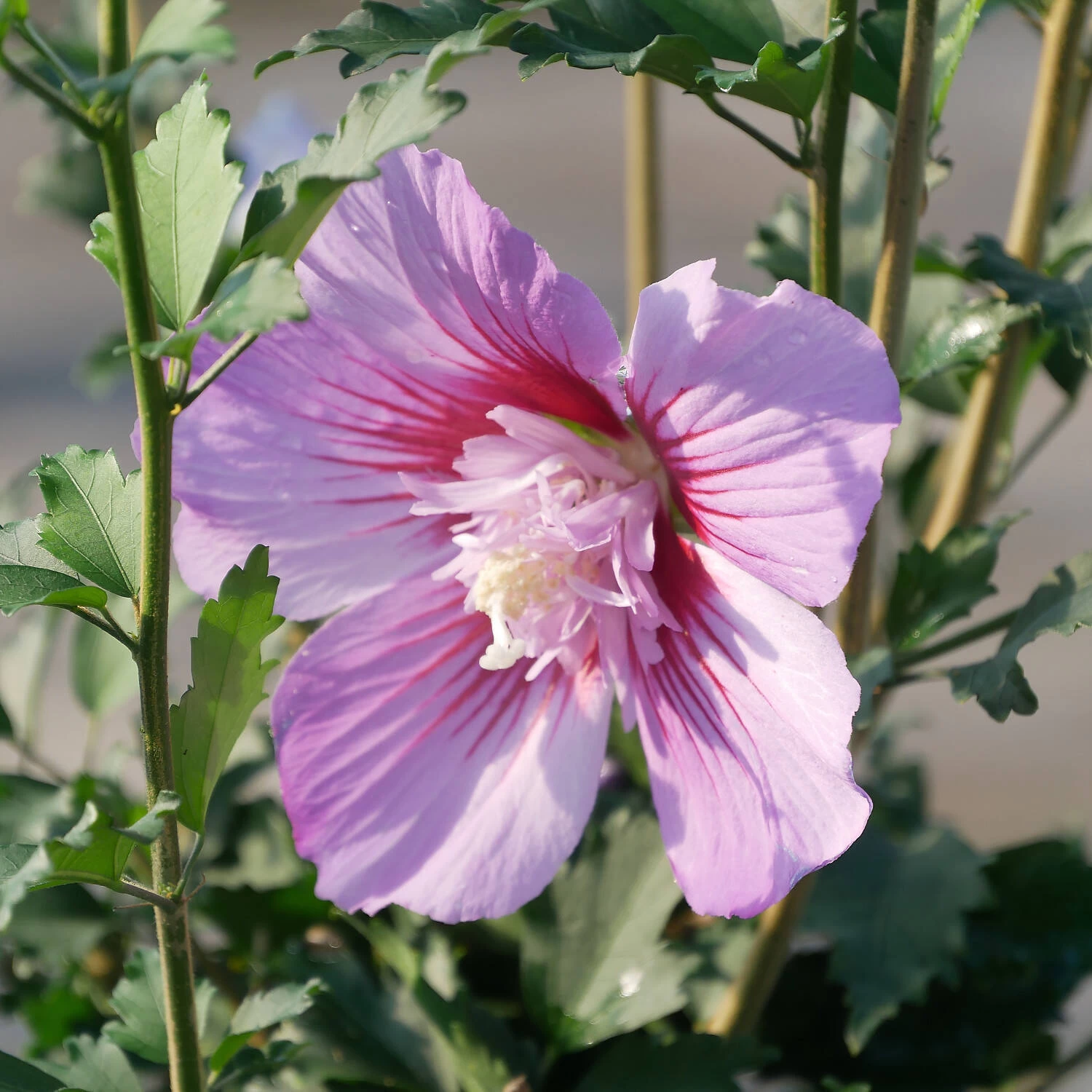 Hibiscus Syriacus 'Maike'