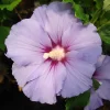 Hibiscus Syriacus 'Marina'