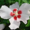 Hibiscus Syriacus 'Mathilda'