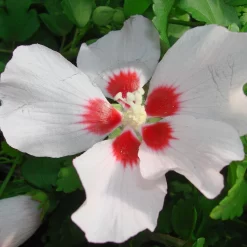 Hibiscus Syriacus 'Mathilda'