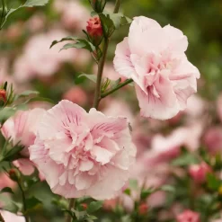 Hibiscus Syriacus 'Pink Chiffon'
