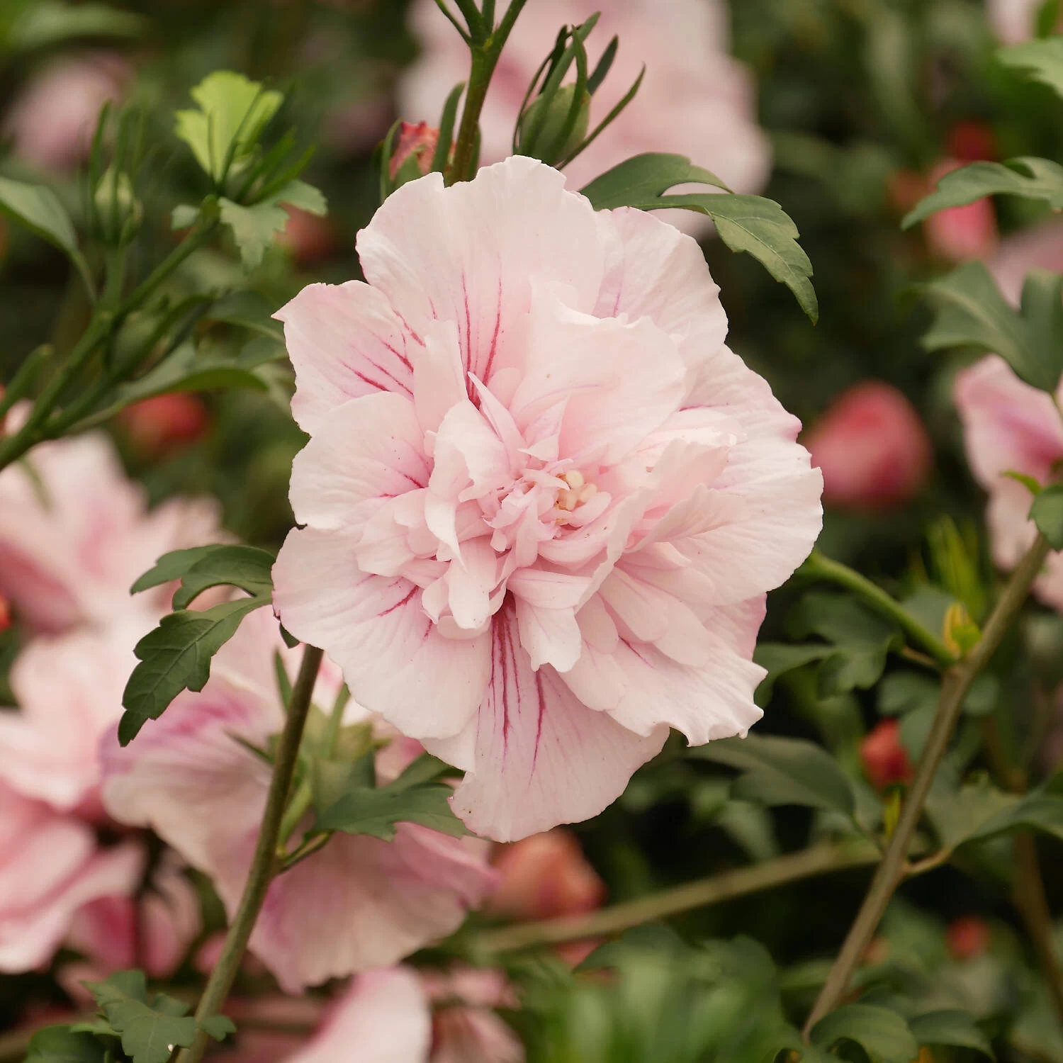 Hibiscus Syriacus 'Pink Chiffon' – Bild 2
