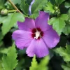 Hibiscus Syriacus 'Purple Pillar'