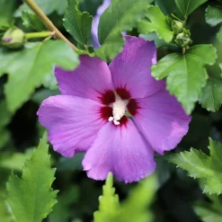 Hibiscus Syriacus 'Purple Pillar'