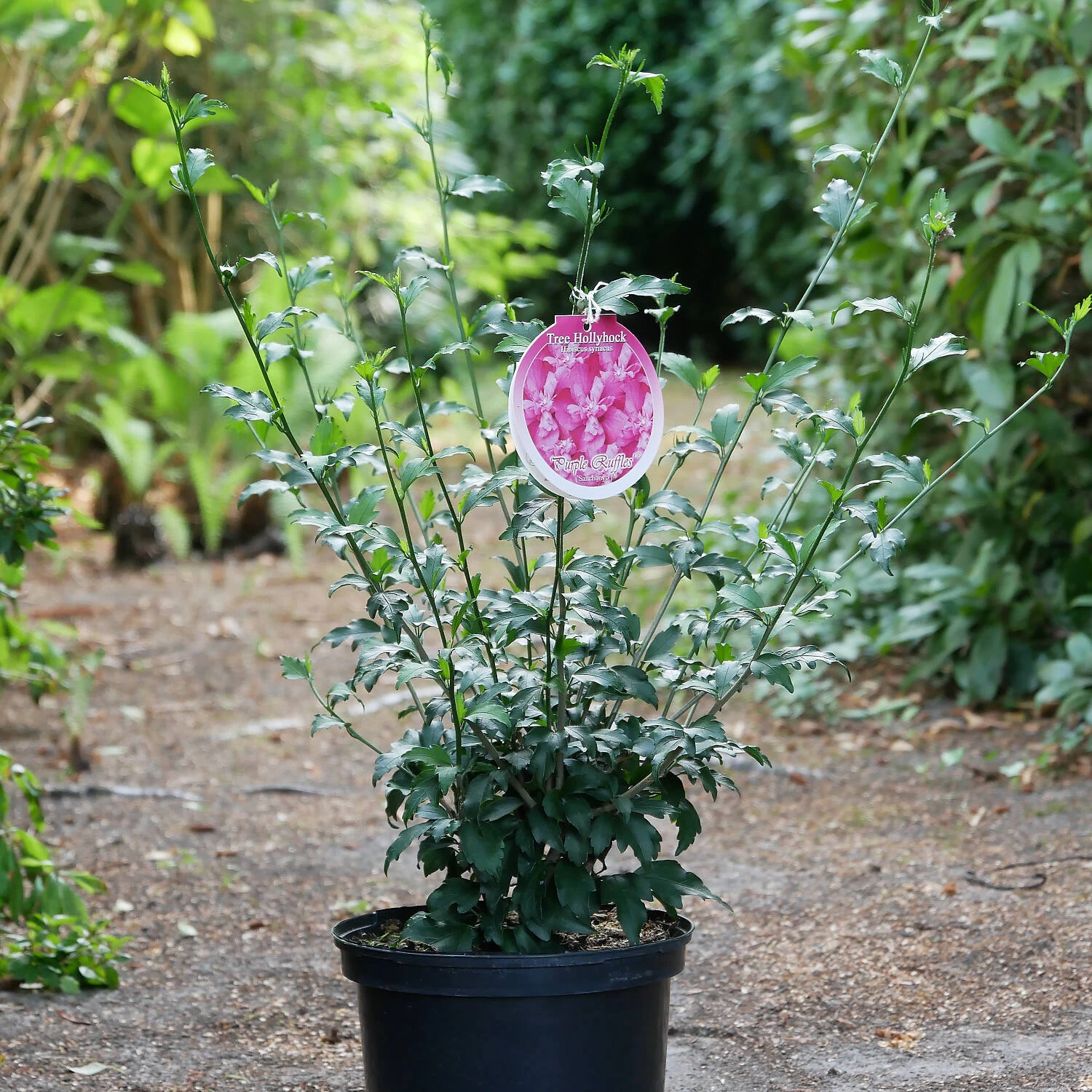 Hibiscus Syriacus 'Purple Ruffles'