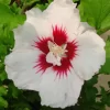 Hibiscus Syriacus 'Red Heart'
