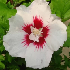 Hibiscus Syriacus 'Red Heart'