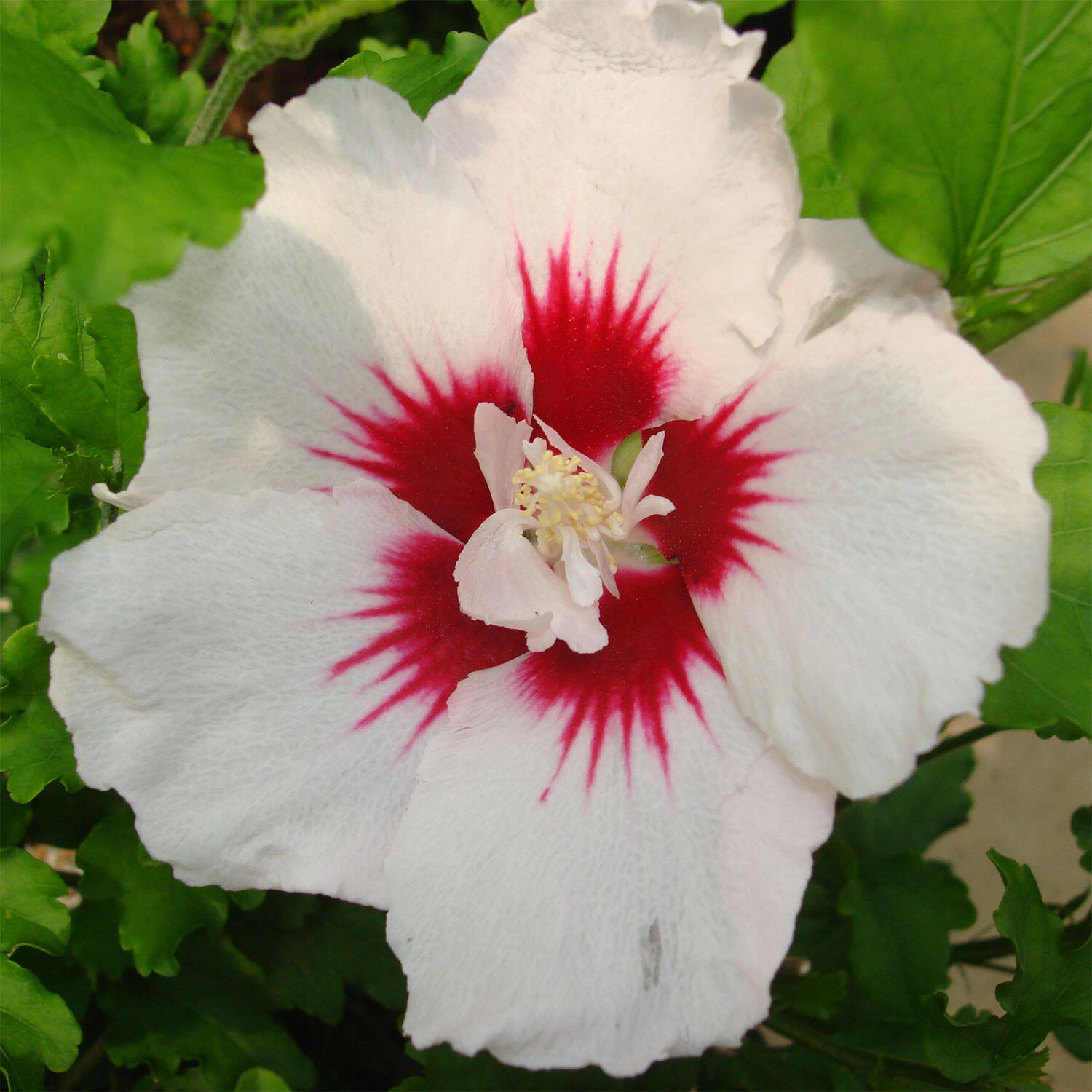 Hibiscus Syriacus 'Red Heart'