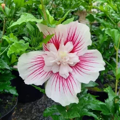 Hibiscus Syriacus 'Starburst Chiffon'