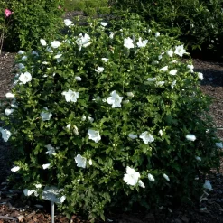 Hibiscus Syriacus 'Totus Albus'