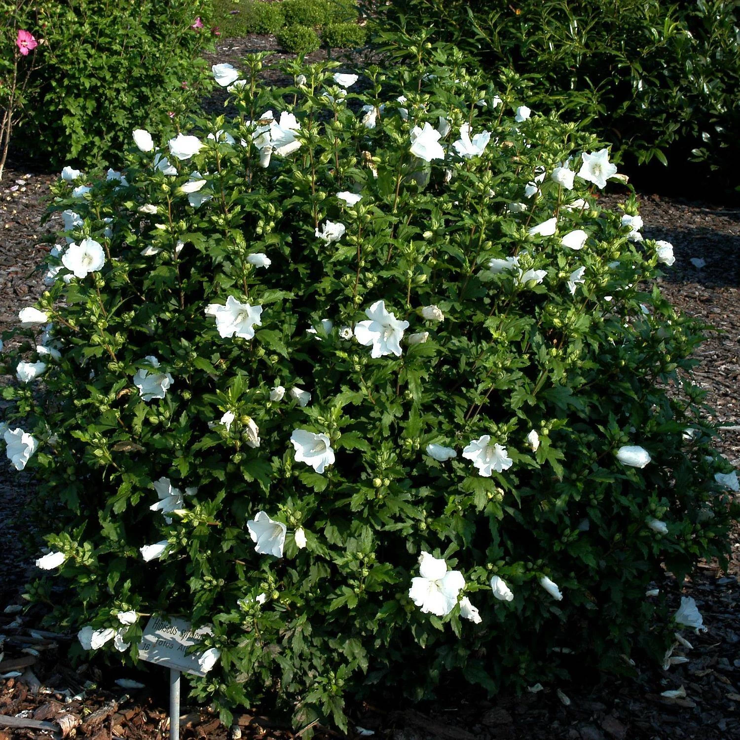 Hibiscus Syriacus 'Totus Albus'