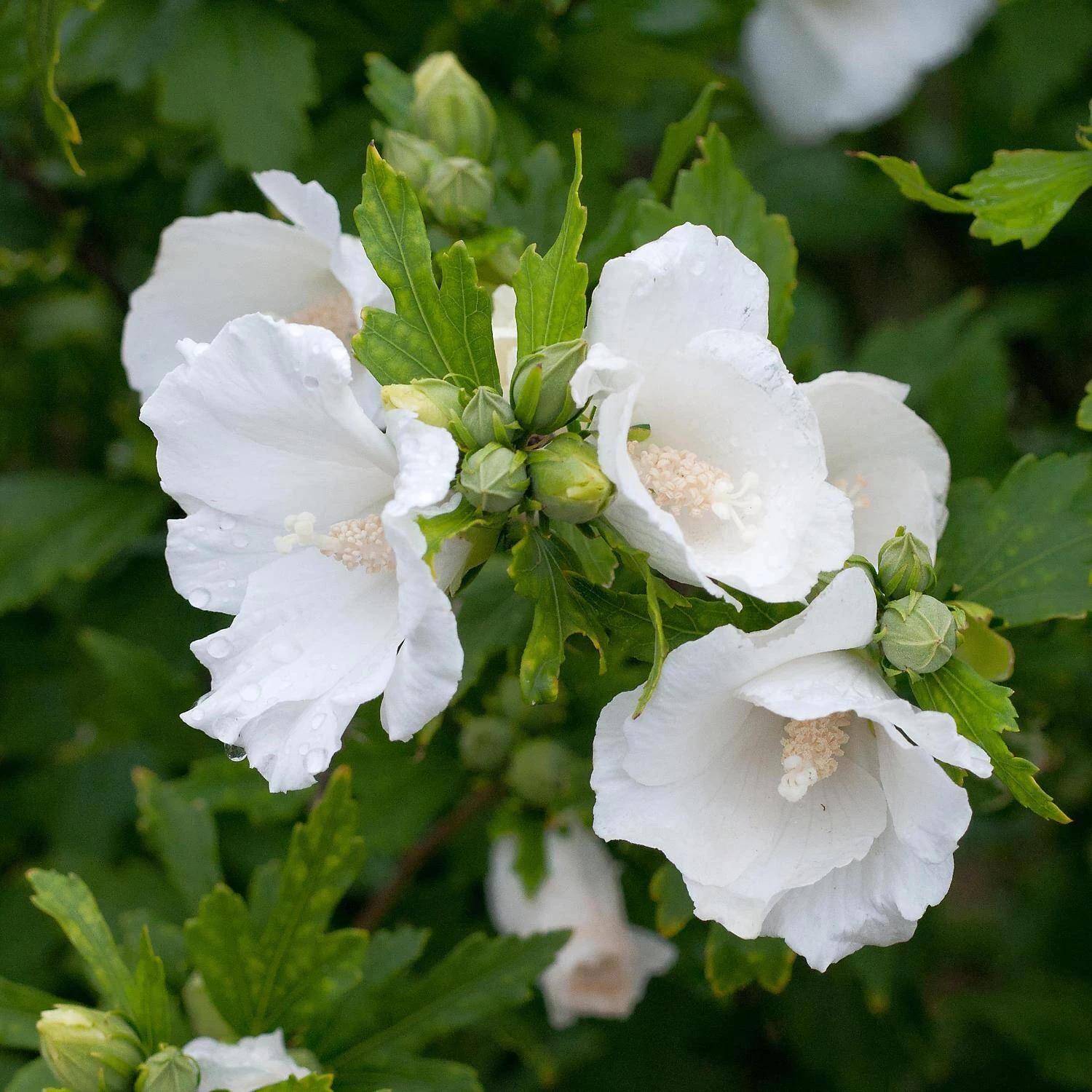 Hibiscus Syriacus 'Totus Albus' – Bild 2