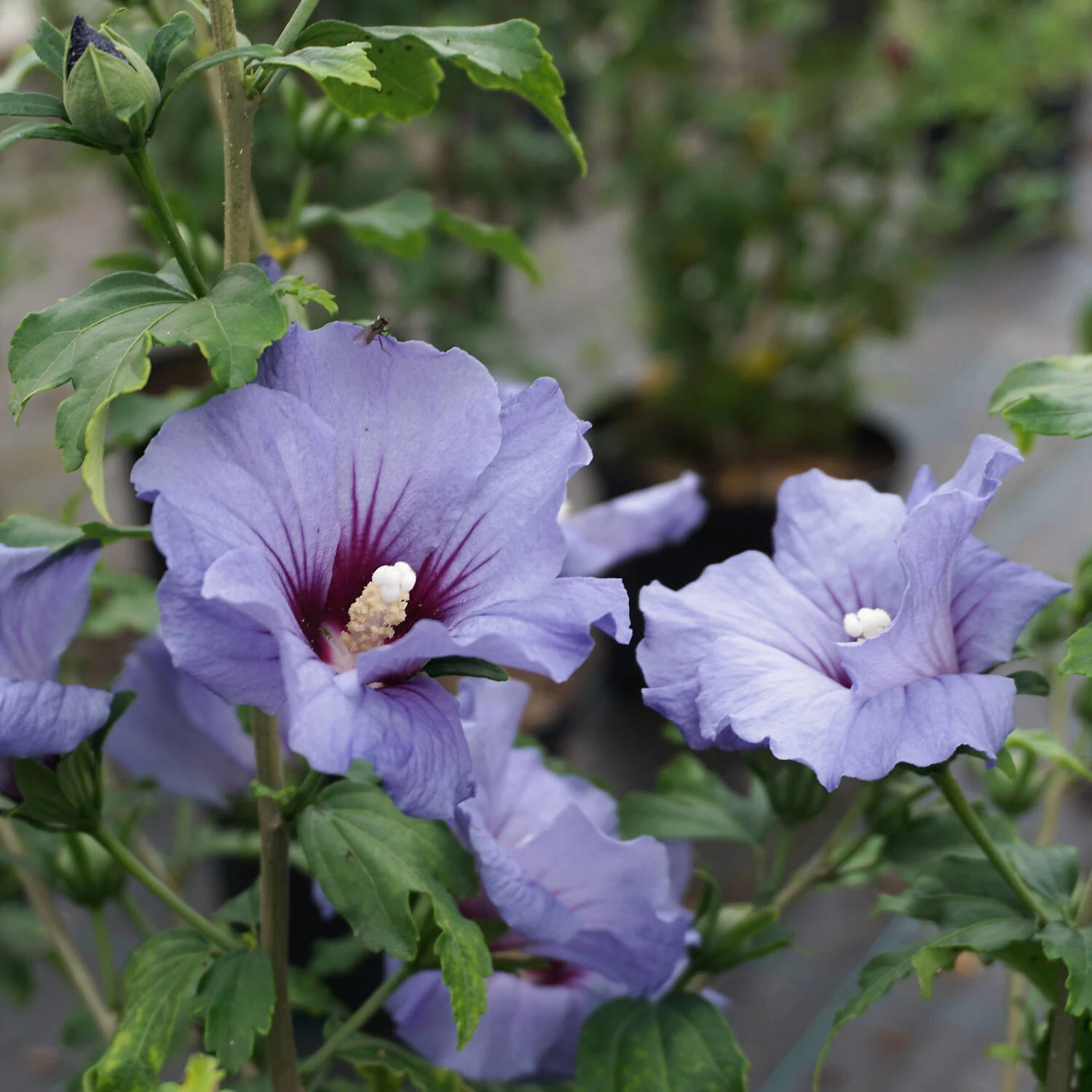 Hibiscus Syriacus 'Ultramarine' ® – Bild 2
