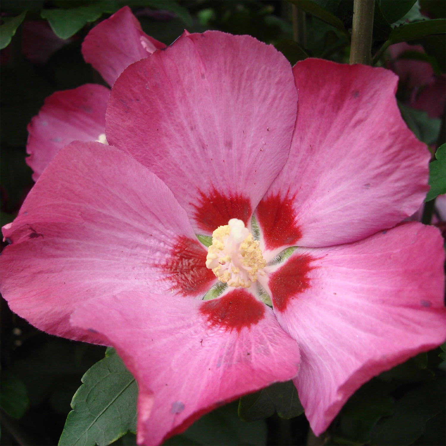 Hibiscus Syriacus 'Woodbridge'