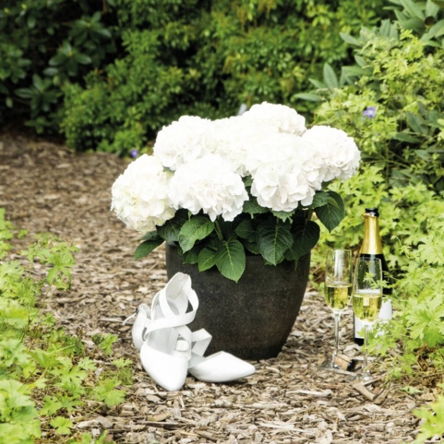 Hydrangea Macrophylla 'Hochzeits-Hortensie'® – Bild 2