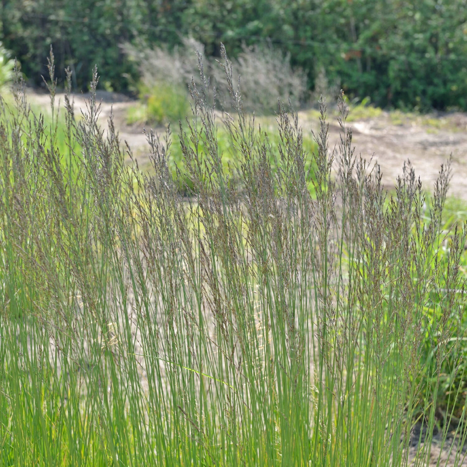 Molinia Caerulea Arundinacea 'Fontäne'