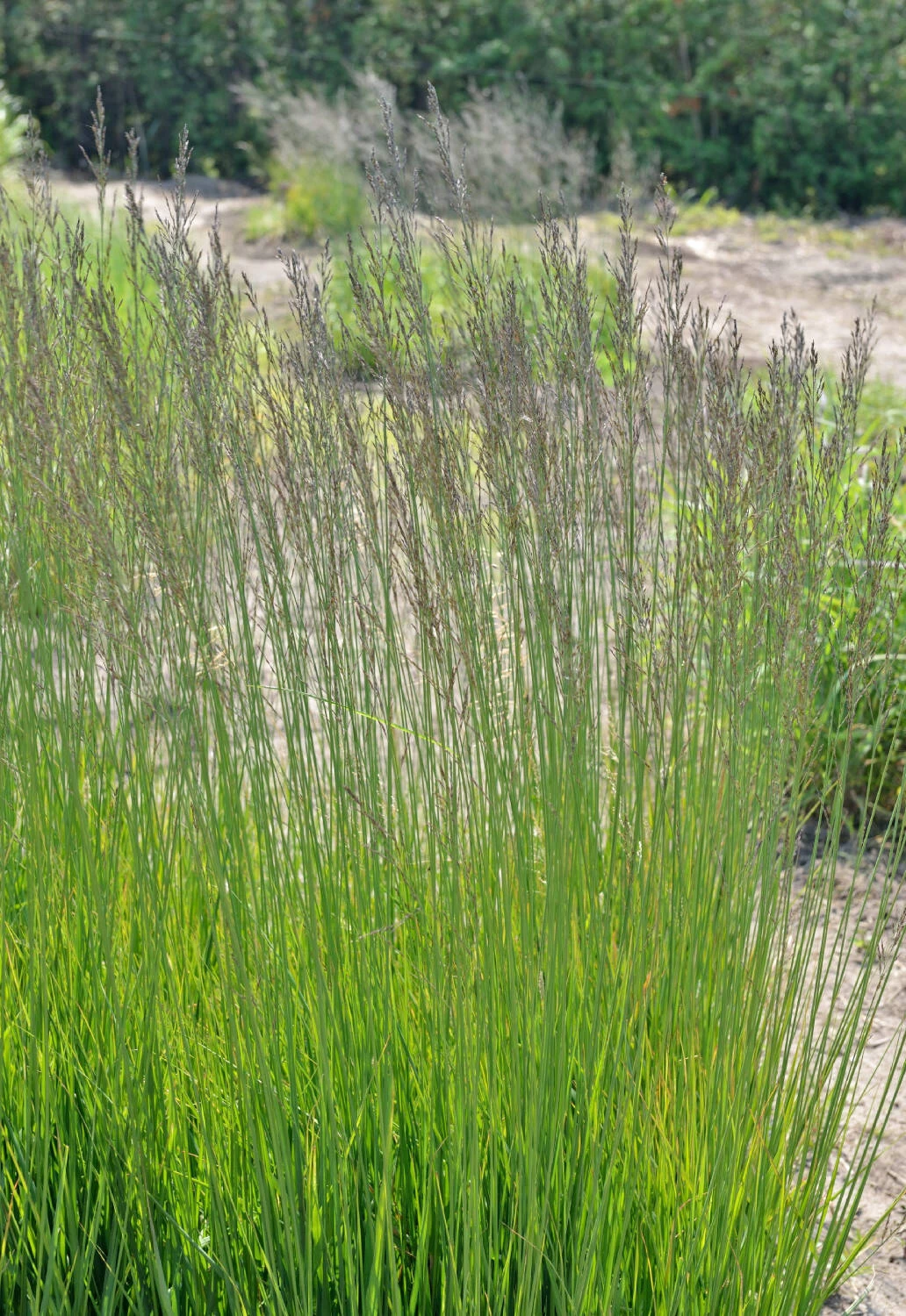 Molinia Caerulea Arundinacea 'Fontäne' – Bild 2