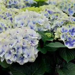 Hydrangea Macrophylla 'Bavaria'